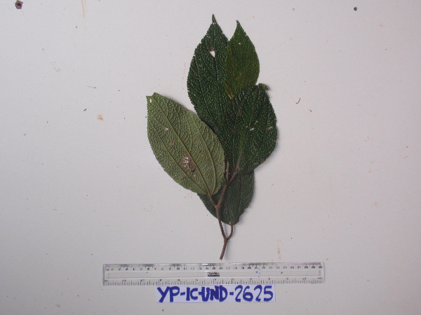 Cypholophus macrocephalus image