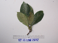 Saurauia conferta image
