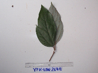 Neolitsea pubescens image