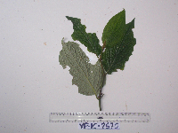 Piper celtidiforme image