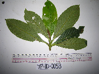 Saurauia conferta image