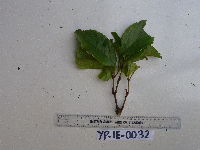 Tetrastigma lauterbachianum image