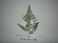 Dicksonia sciurus image