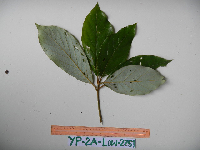 Neolitsea pubescens image