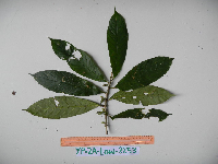 Cyrtandra erectiloba image