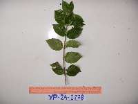 Thumbnail image of current specimen