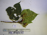 Macaranga strigosa image