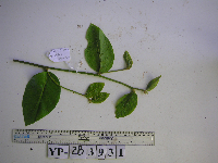 Prunus gazelle-peninsulae image