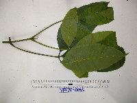 Melicope elleryana image