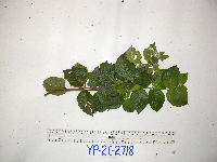 Thumbnail image of current specimen