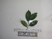 Lithocarpus celebicus image