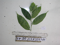 Lithocarpus celebicus image