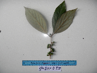 Neolitsea pubescens image