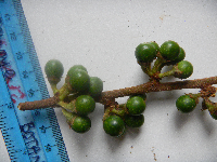 Neolitsea pubescens image