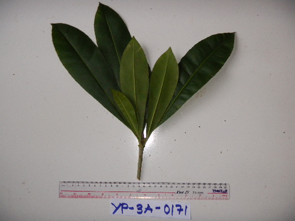 Schuurmansia henningsii image