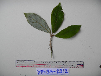 Neolitsea pubescens image