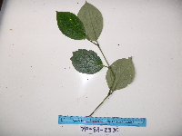 Piper celtidiforme image