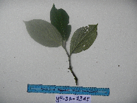 Piper celtidiforme image
