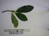 Saurauia conferta image