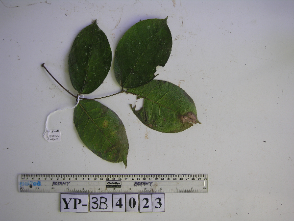 Jasminum schumannii image