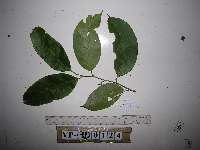 Lithocarpus celebicus image