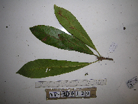Schuurmansia henningsii image