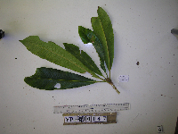 Schuurmansia henningsii image