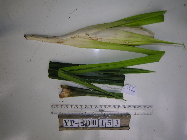 Benstonea rostellata image