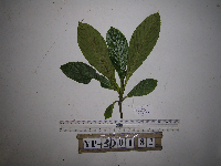 Saurauia conferta image