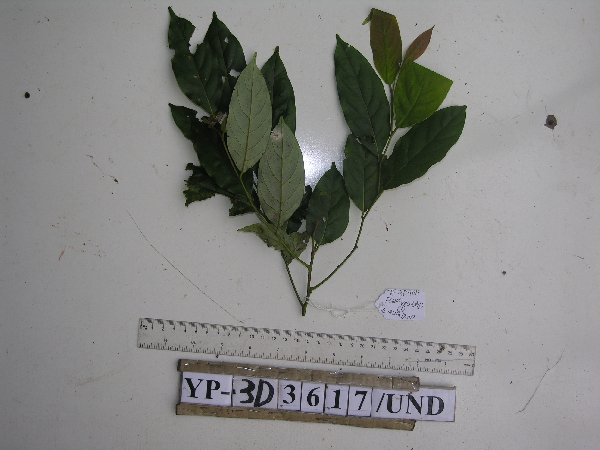 Cryptocarya image