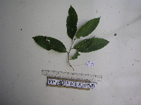 Lithocarpus celebicus image