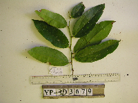 Dimorphanthera denticulifera image
