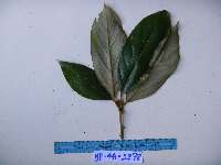 Neolitsea pubescens image