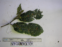 Image Associated With the Occurence