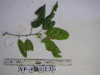 Macaranga inermis image