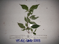 thumbnail image of current specimen