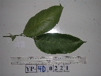 Lithocarpus celebicus image