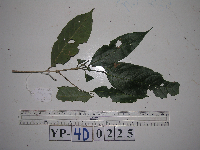 Lithocarpus celebicus image