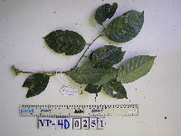Lithocarpus celebicus image