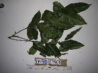 Mischocarpus pyriformis image