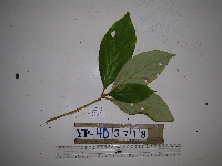Neolitsea pubescens image