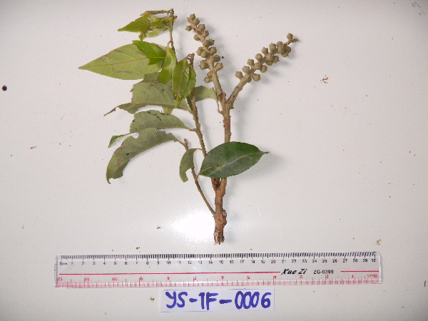 Lithocarpus celebicus image