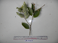 Lithocarpus celebicus image