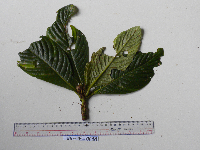 Saurauia conferta image