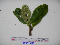 Saurauia conferta image