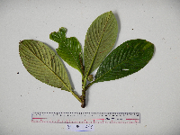 Saurauia conferta image