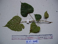 Macaranga bifoveata image