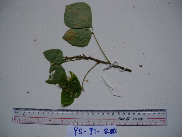 Hylodesmum repandum image