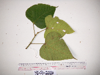 Macaranga bifoveata image