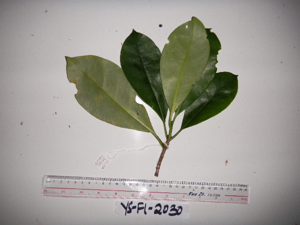 Fagraea ceilanica image